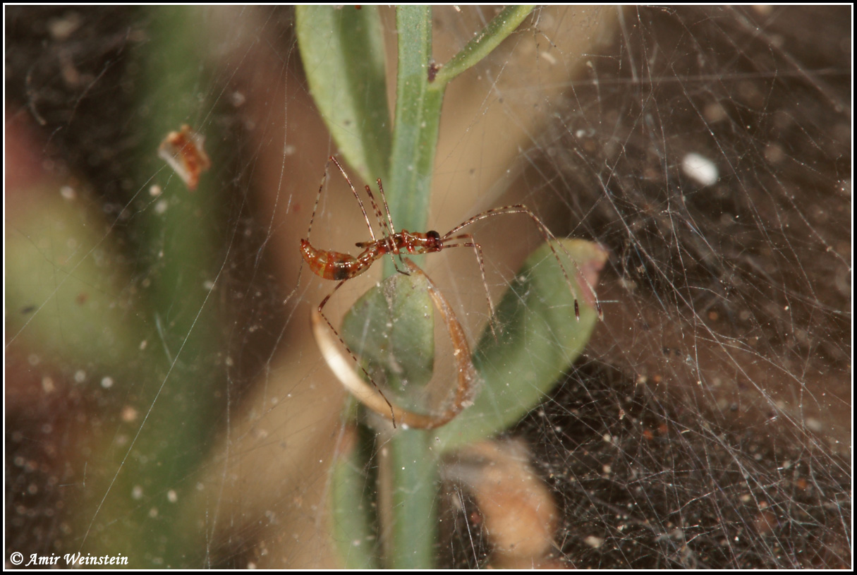 Berytidae: Metacanthus annulosus d''Israele